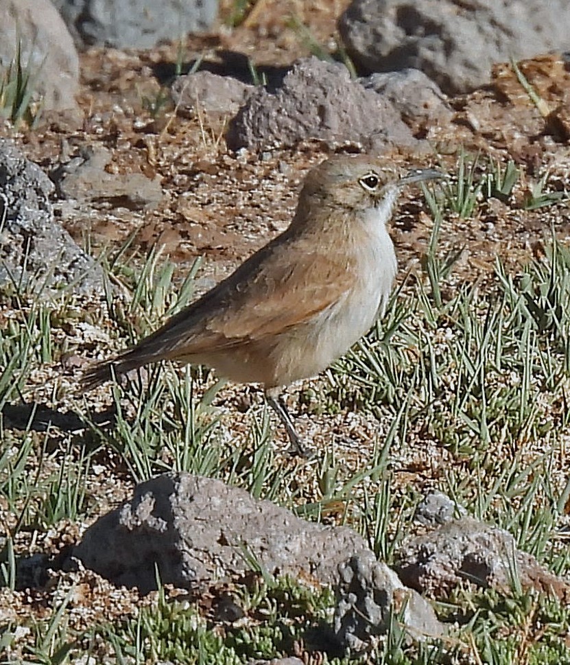 Puna Miner - ML645463257