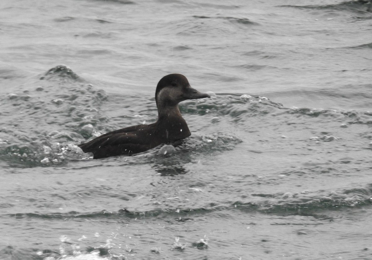 turpan žlutozobý - ML645463260