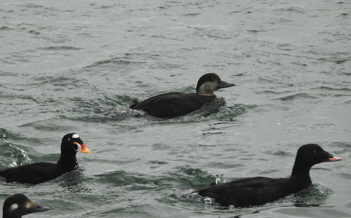 turpan žlutozobý - ML645463261