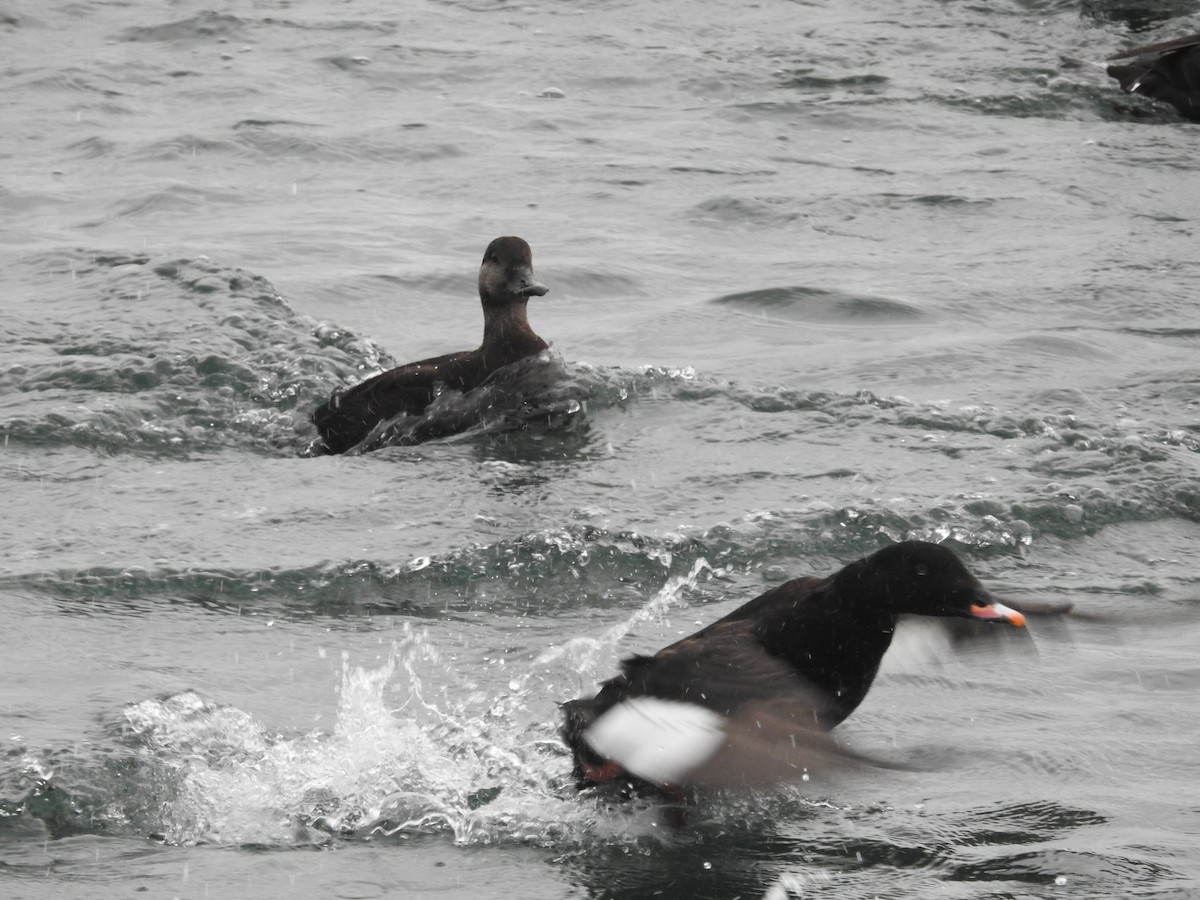 turpan žlutozobý - ML645463262