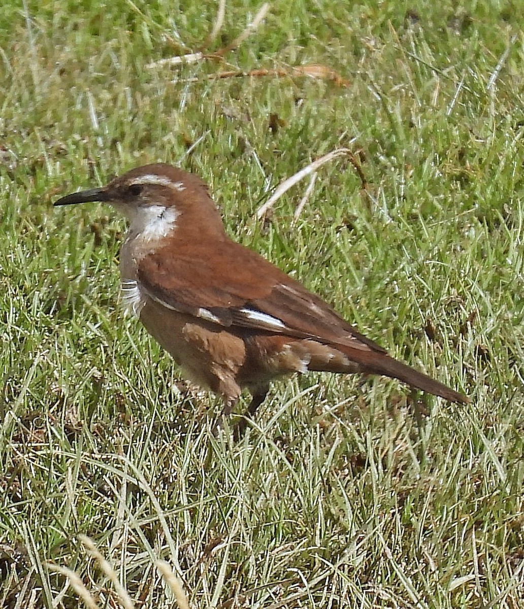 White-winged Cinclodes - ML645463278