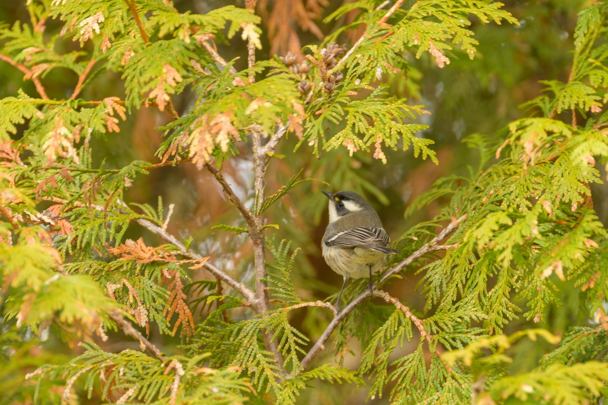 Black-throated Gray Warbler - ML645463293