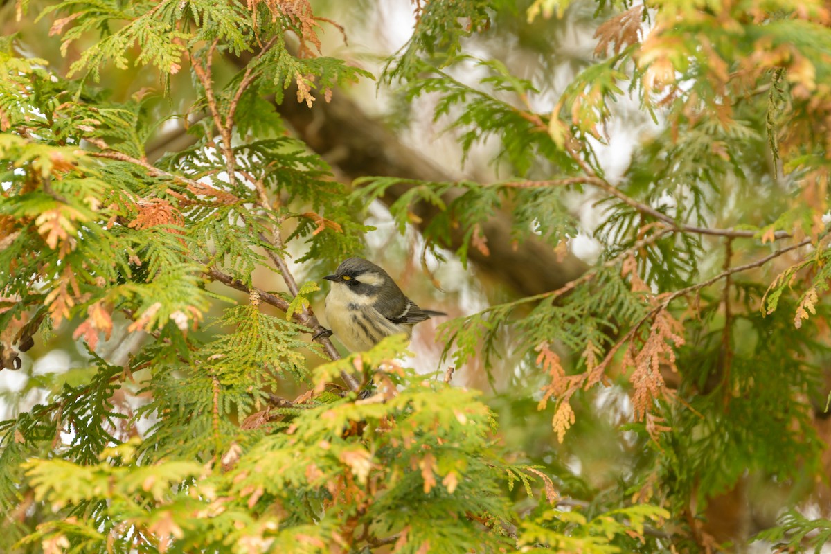 Black-throated Gray Warbler - ML645463294
