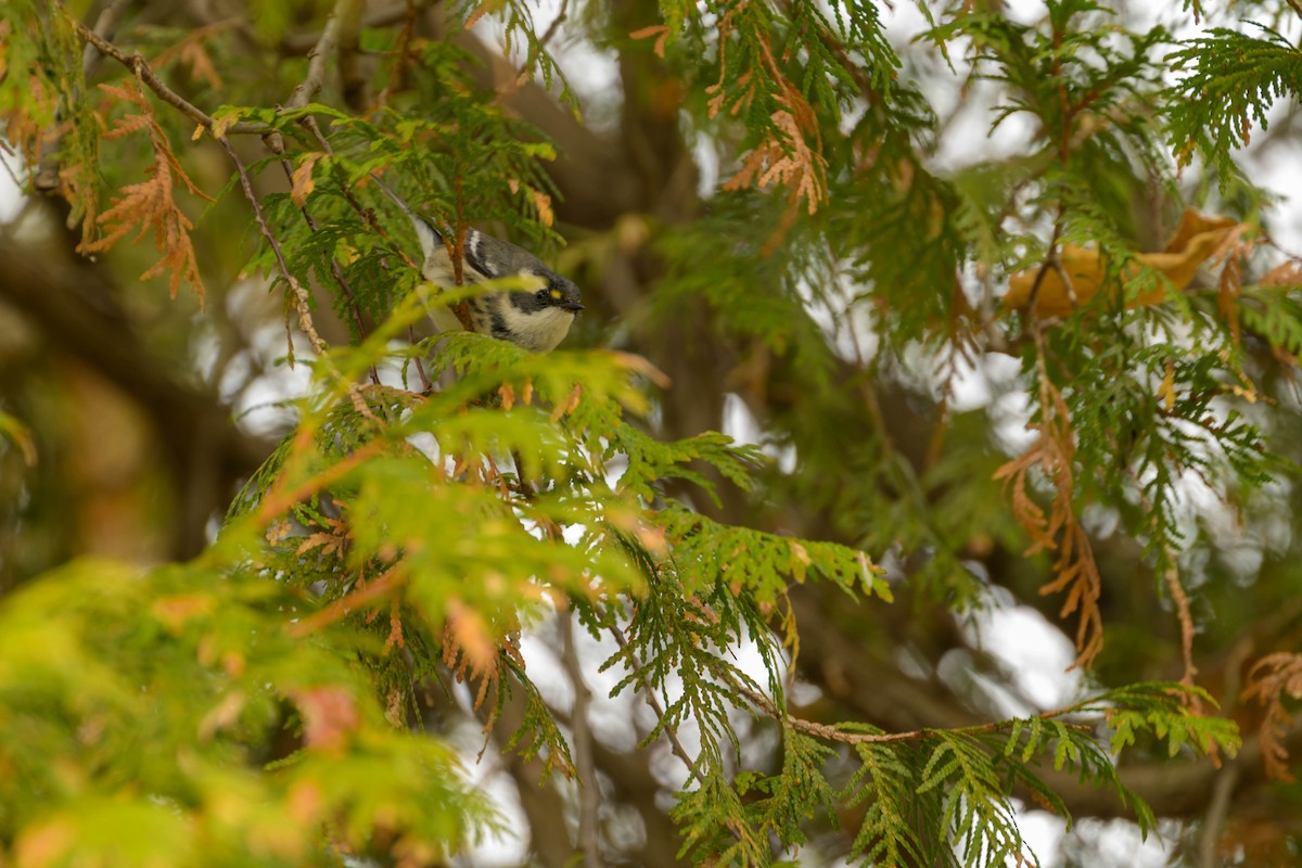 Black-throated Gray Warbler - ML645463295
