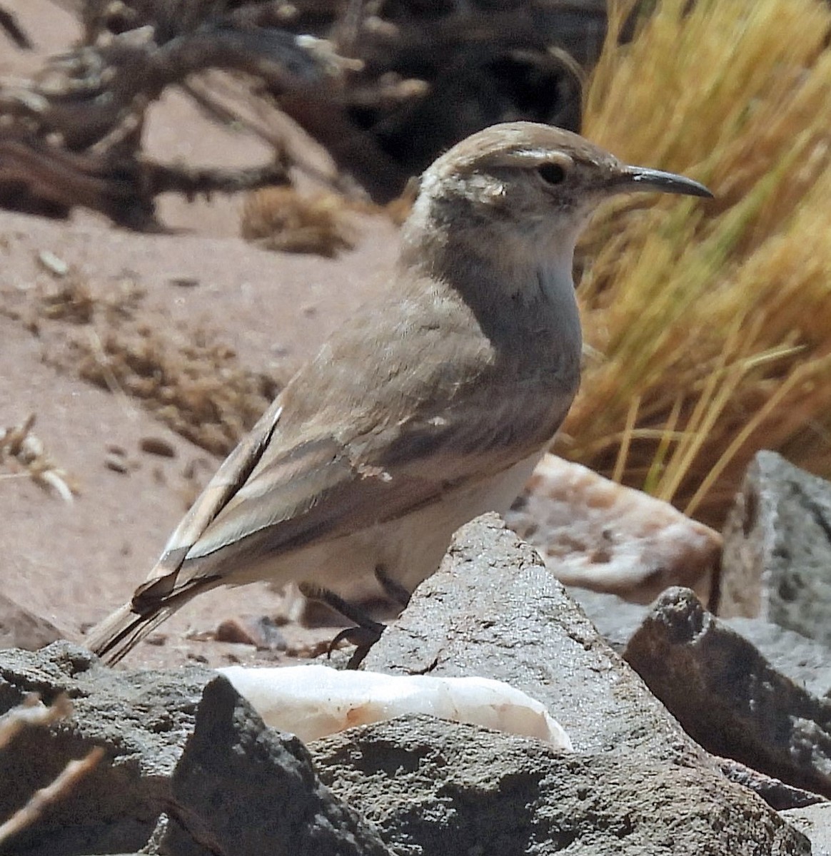 Puna Miner - ML645463296