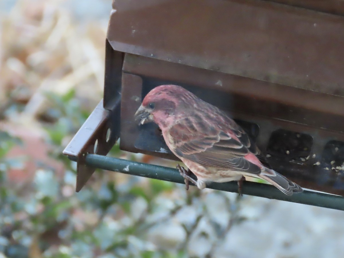 hýl nachový - ML645463315