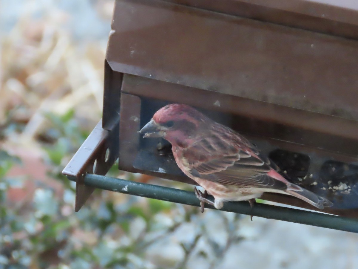 Purple Finch - ML645463316