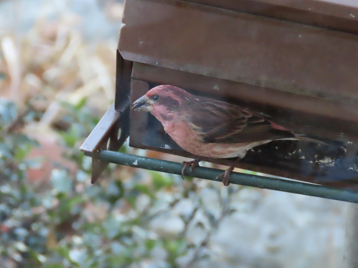 hýl nachový - ML645463317