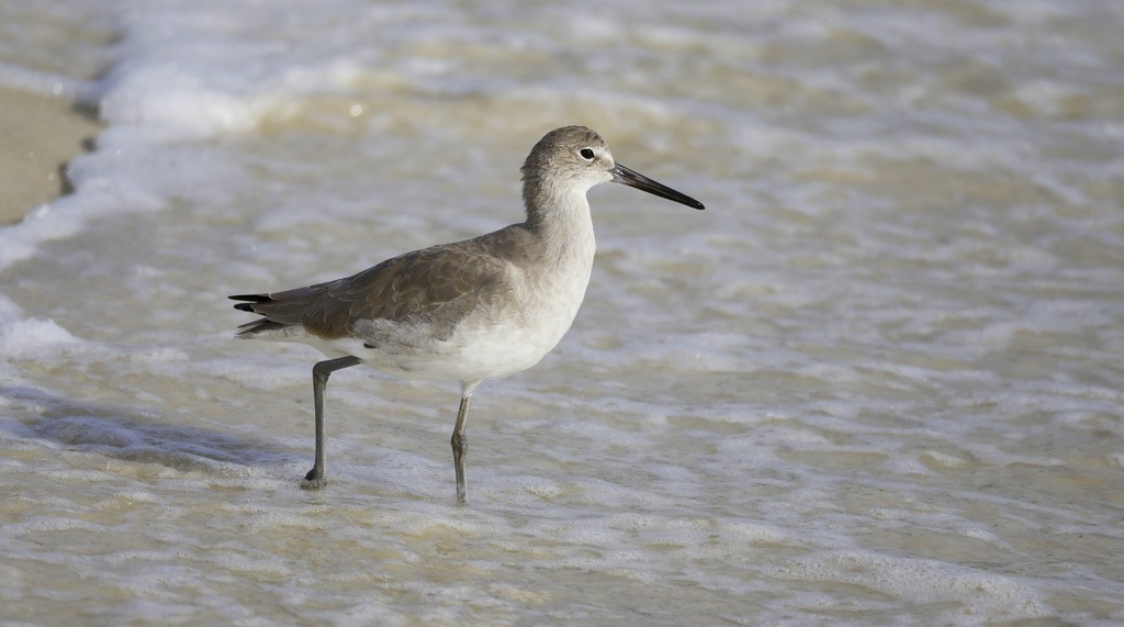 Willet - ML645463319
