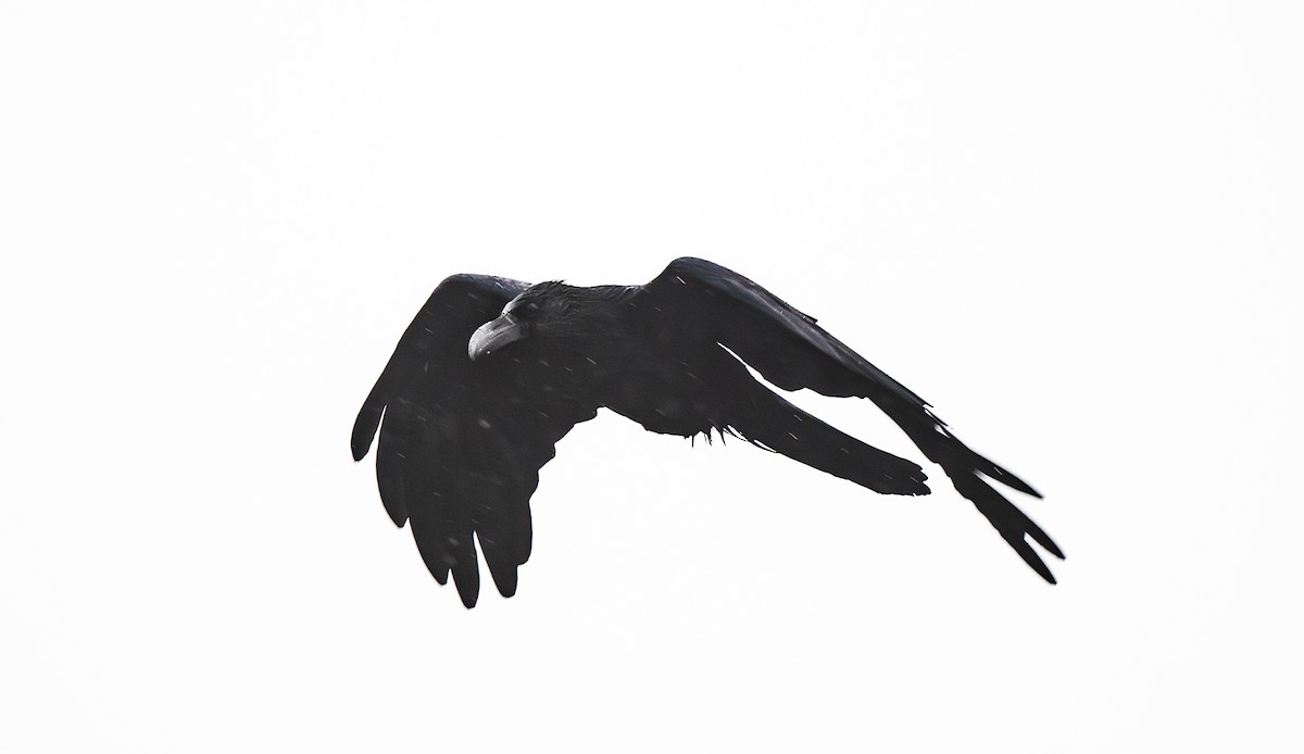 Large-billed Crow - ML645463320