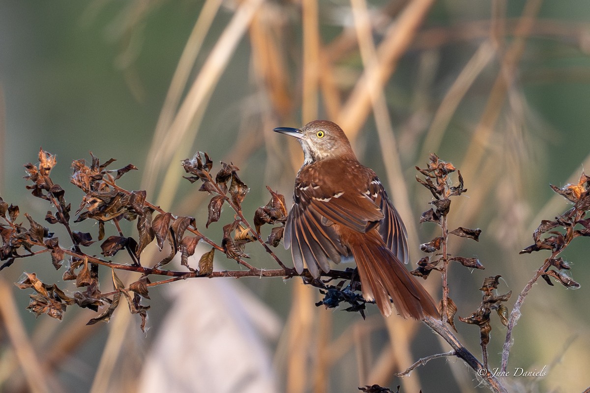 Brown Thrasher - ML645463321