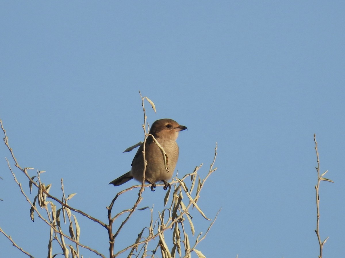 Northern Shrike - ML645463322