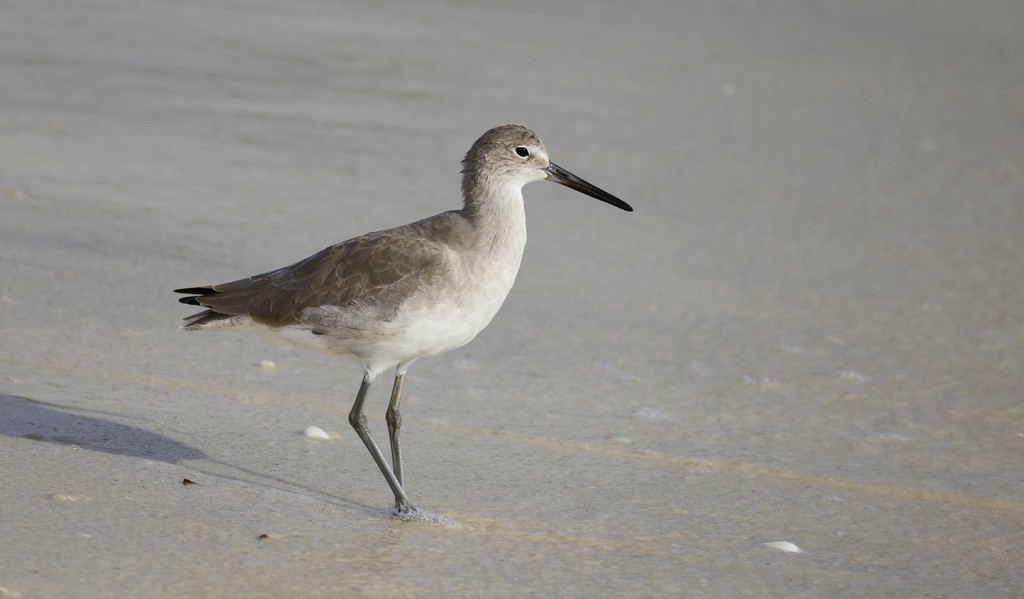 Willet - ML645463323
