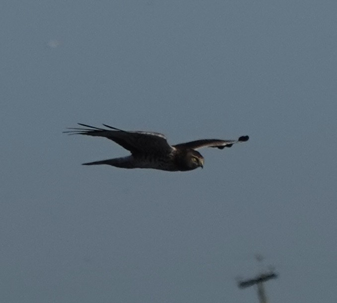 Northern Harrier - ML645463324