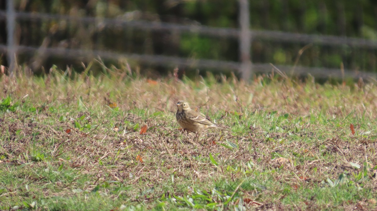 American Pipit - ML645463325