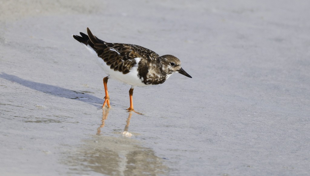Ruddy Turnstone - ML645463326