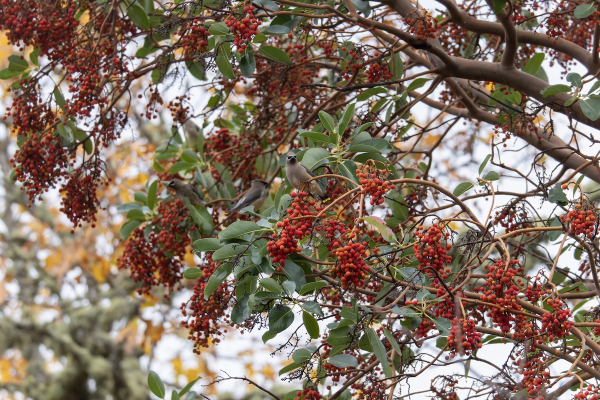 Cedar Waxwing - ML645463327