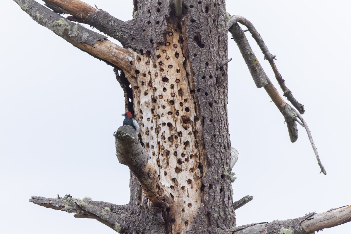 Acorn Woodpecker - ML645463328