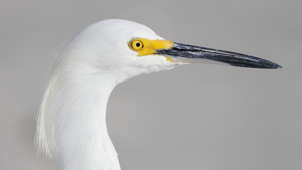 Snowy Egret - ML645463330