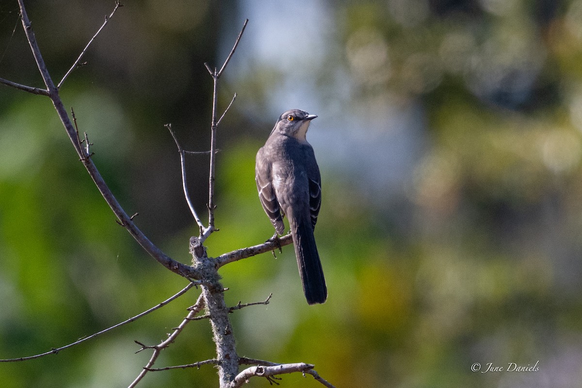 Northern Mockingbird - ML645463331