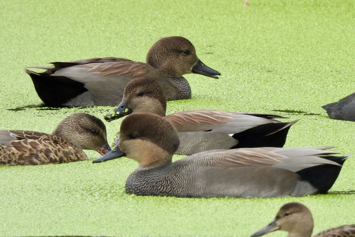 Gadwall - ML645463332