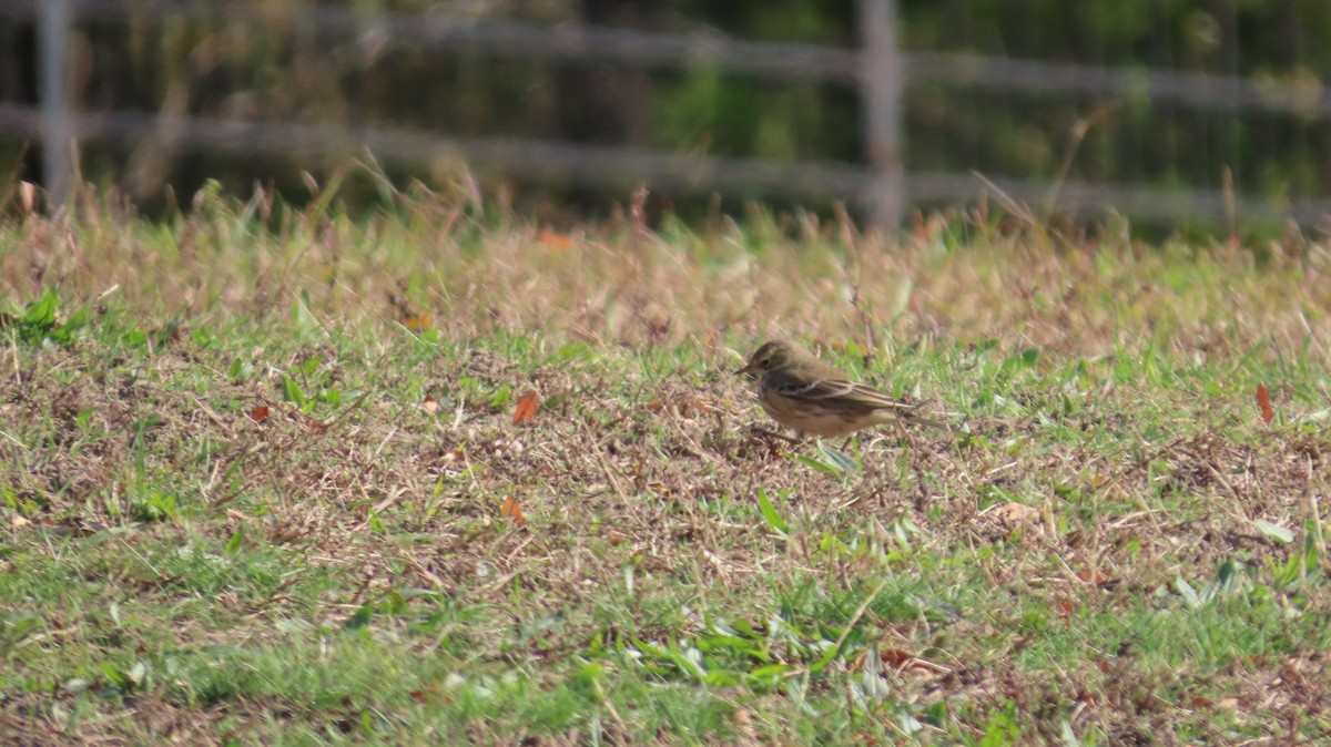 American Pipit - ML645463333