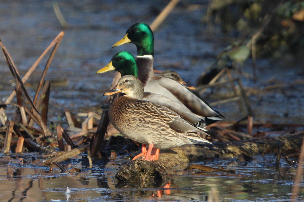 Mallard - ML645463334