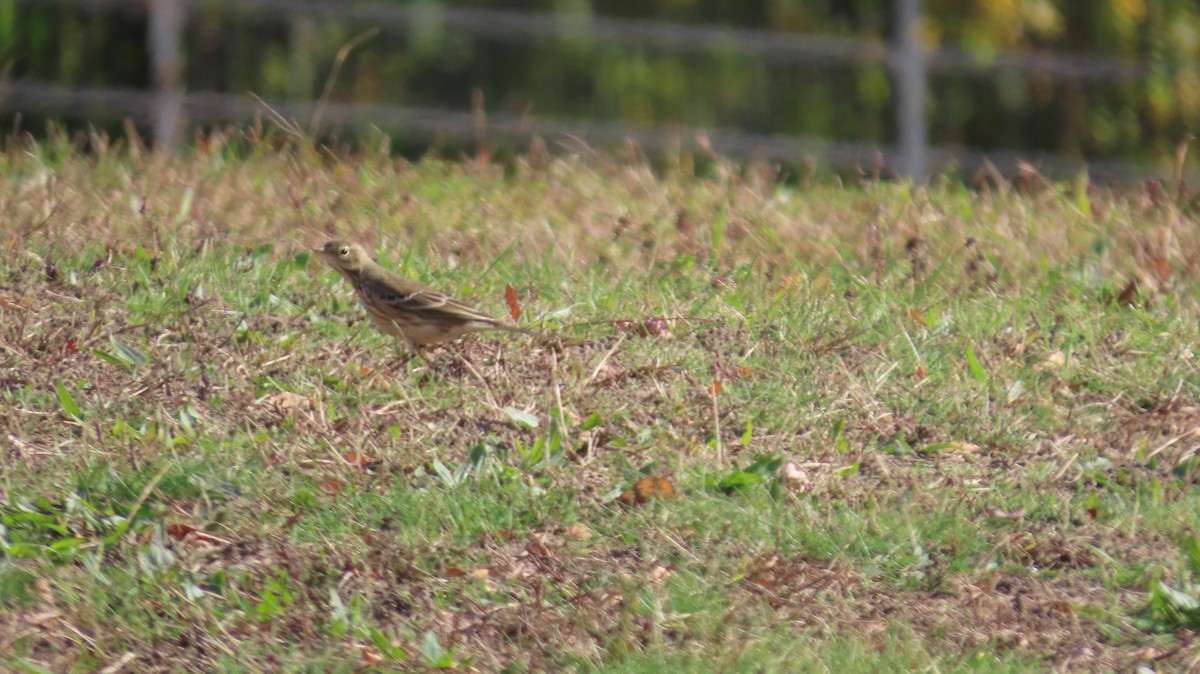 American Pipit - ML645463335