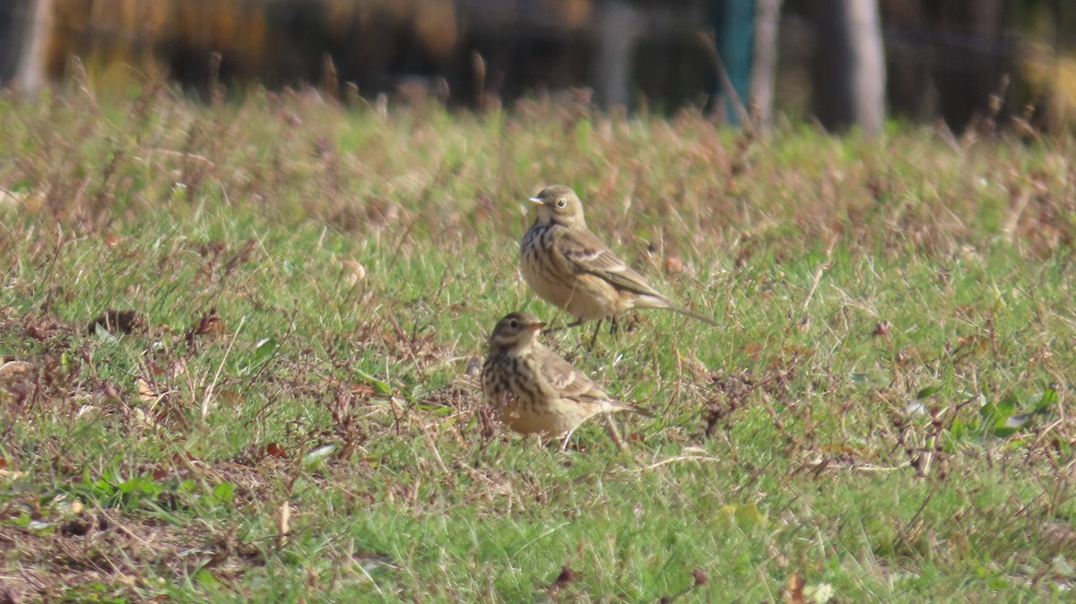 American Pipit - ML645463338