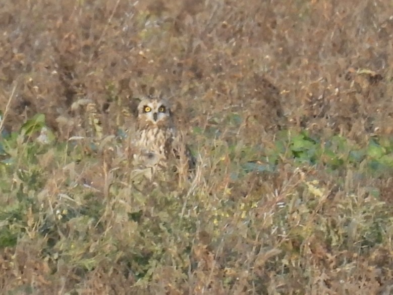 Short-eared Owl - ML645463342