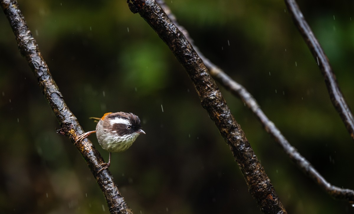 White-browed Fulvetta - ML645463343