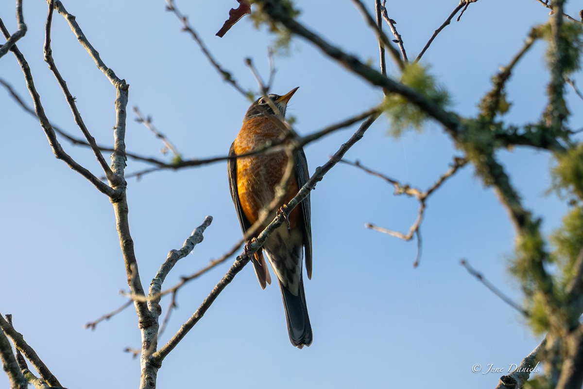 American Robin - ML645463344