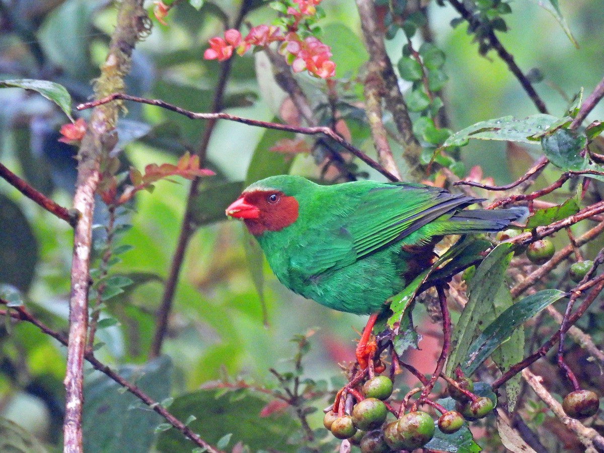 Grass-green Tanager - ML645463347