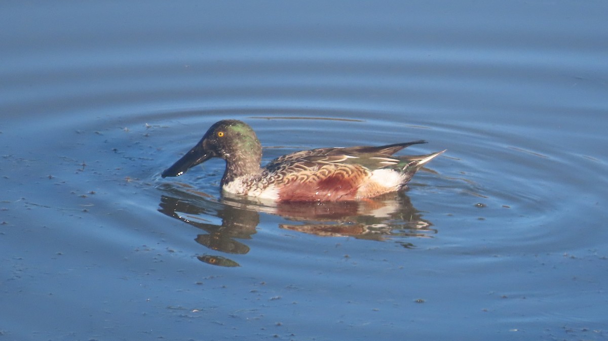 Northern Shoveler - ML645463348