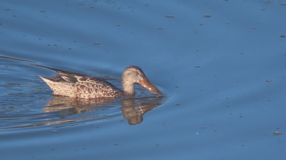 Northern Shoveler - ML645463349