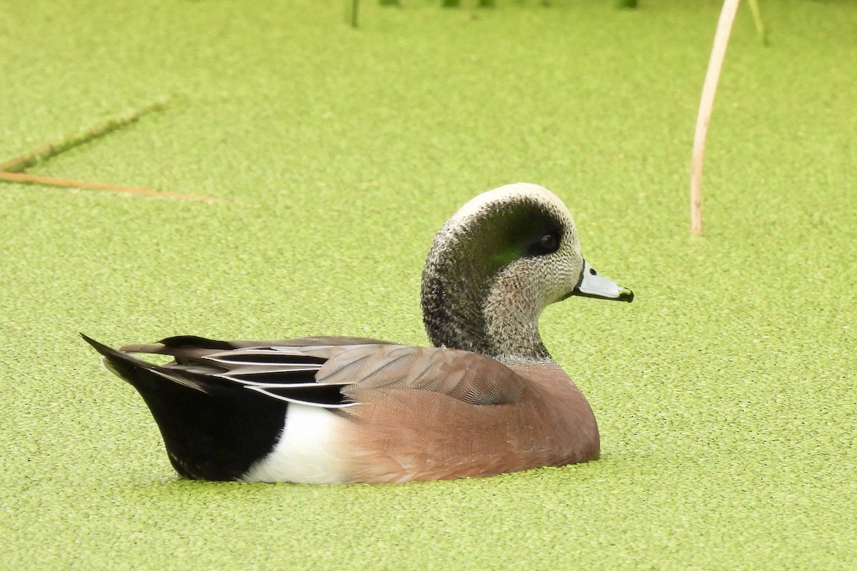 Свищ американський - ML645463350