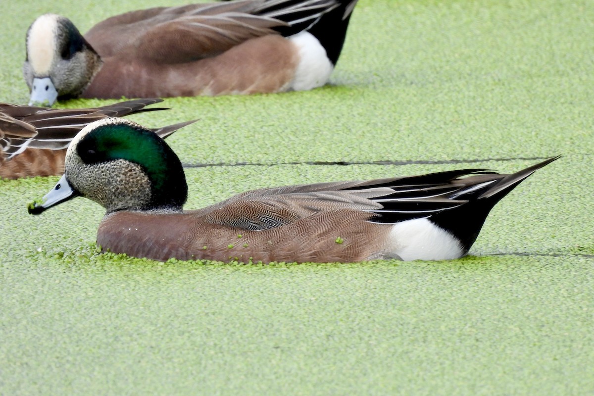 Свищ американський - ML645463351