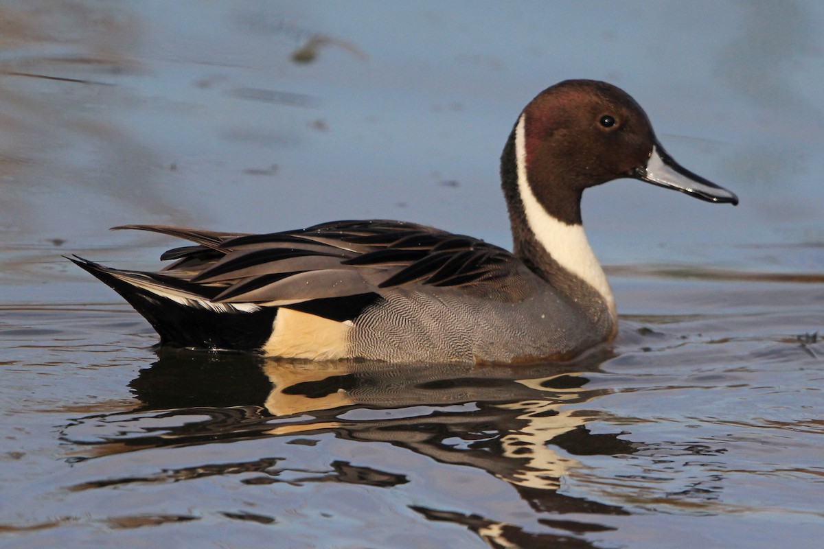Northern Pintail - ML645463352