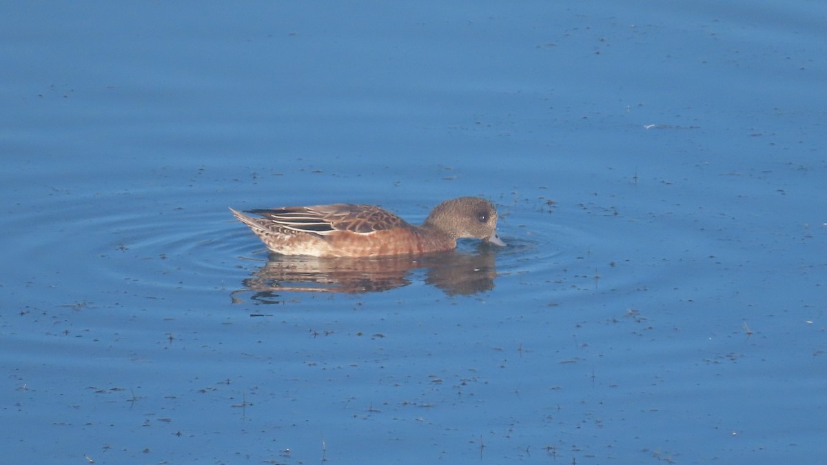 Свищ американський - ML645463354