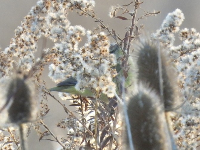 Orange-crowned Warbler - ML645463355