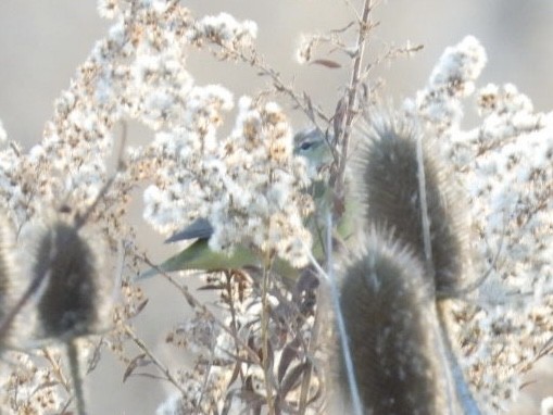 Orange-crowned Warbler - ML645463356