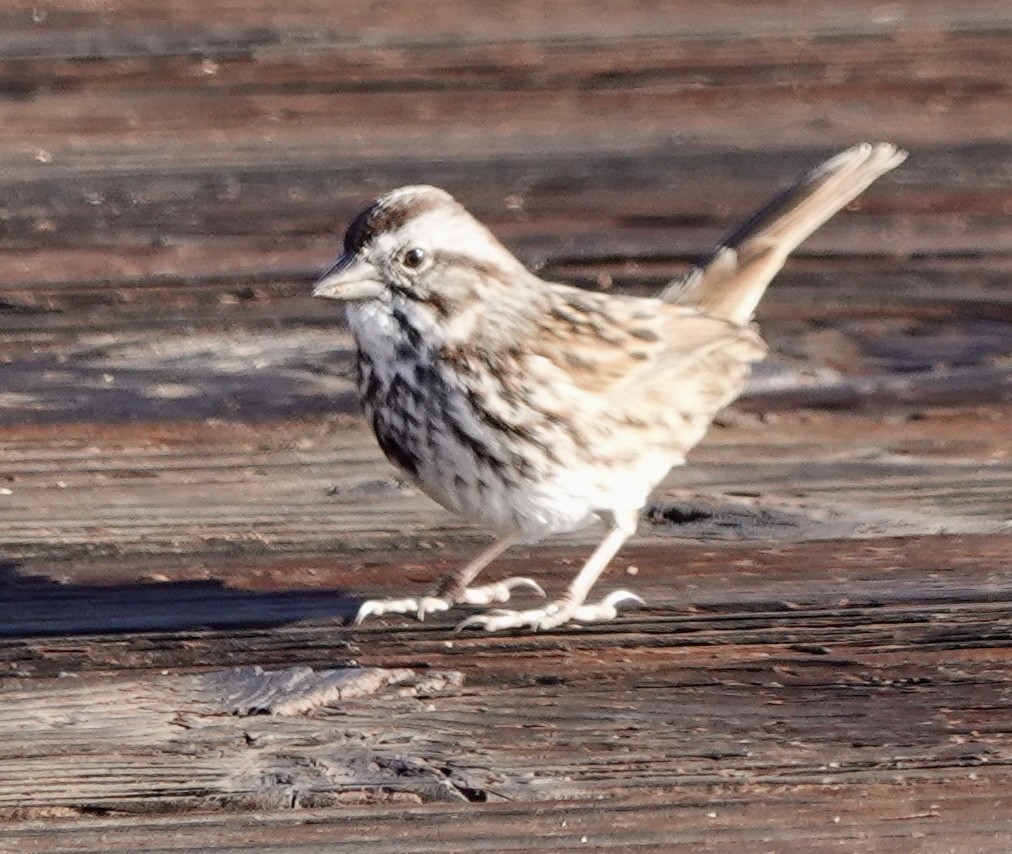 Song Sparrow - ML645463357