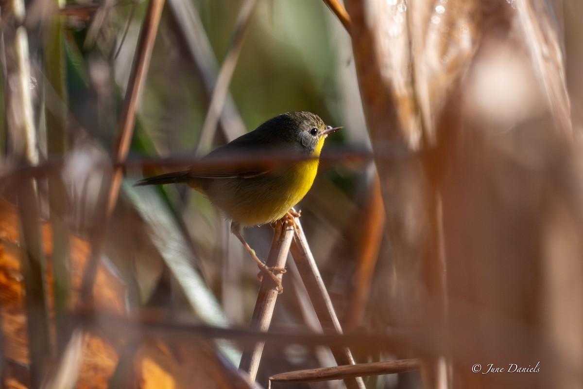 Common Yellowthroat - ML645463358
