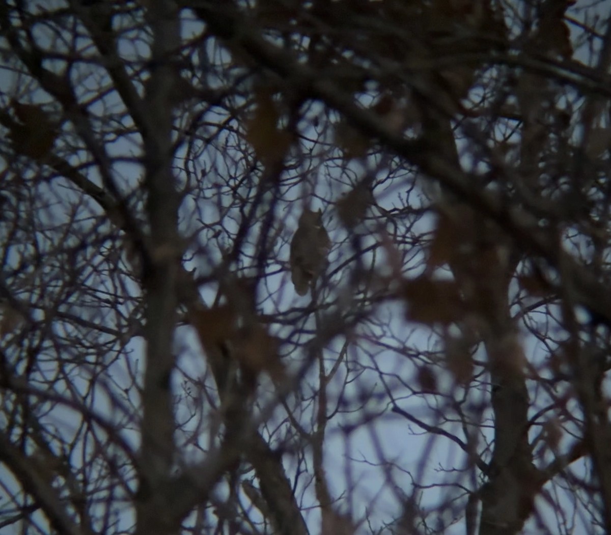 Great Horned Owl - ML645463375