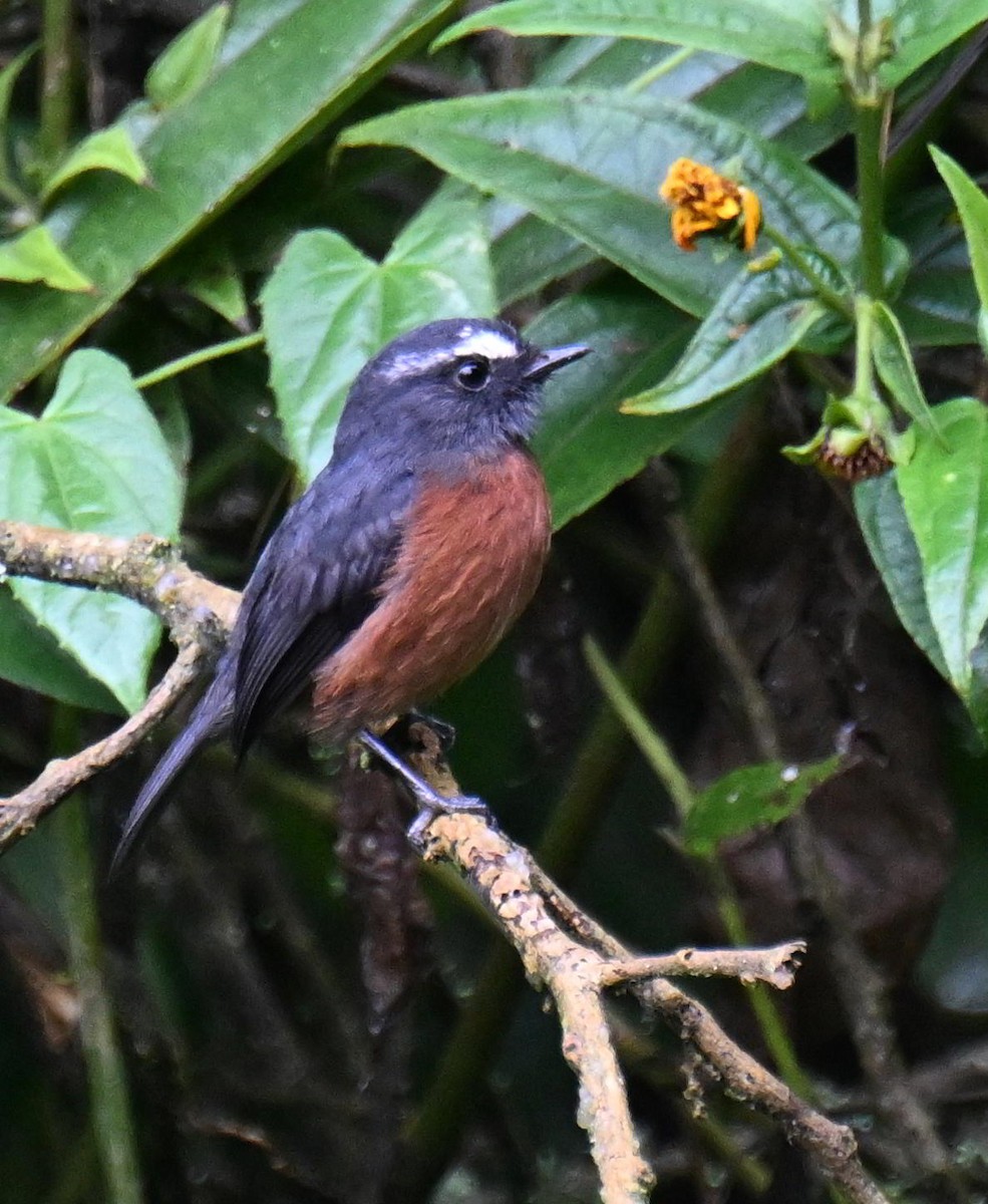 Chestnut-bellied Chat-Tyrant - ML645463380