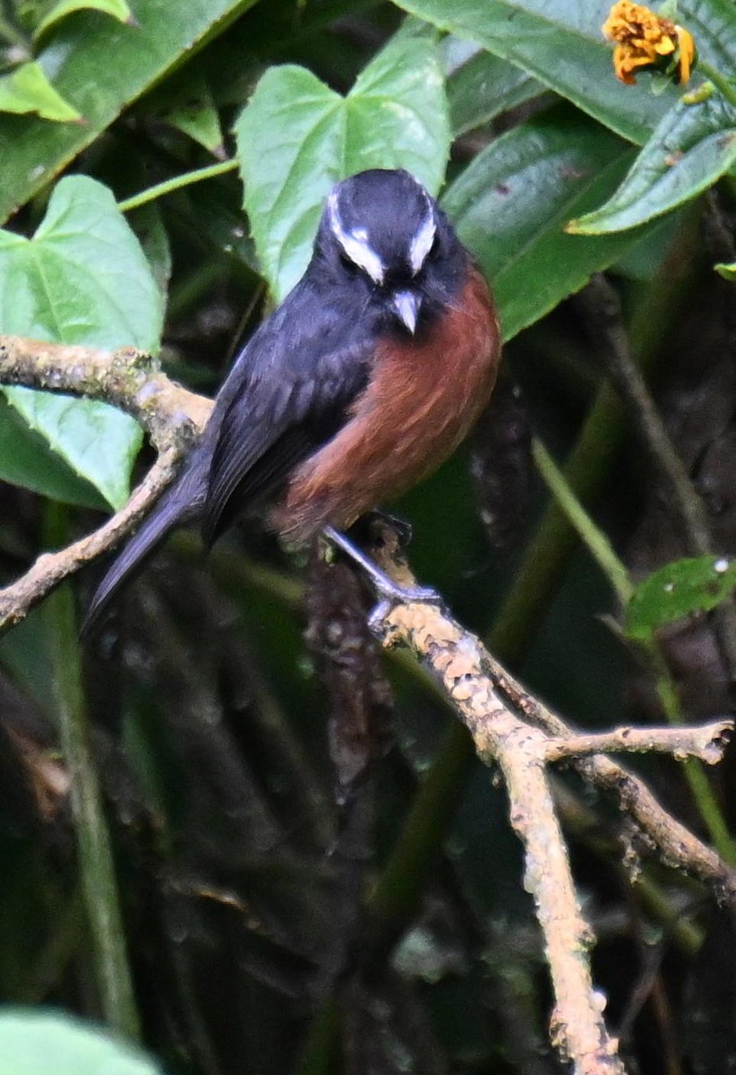 Chestnut-bellied Chat-Tyrant - ML645463381