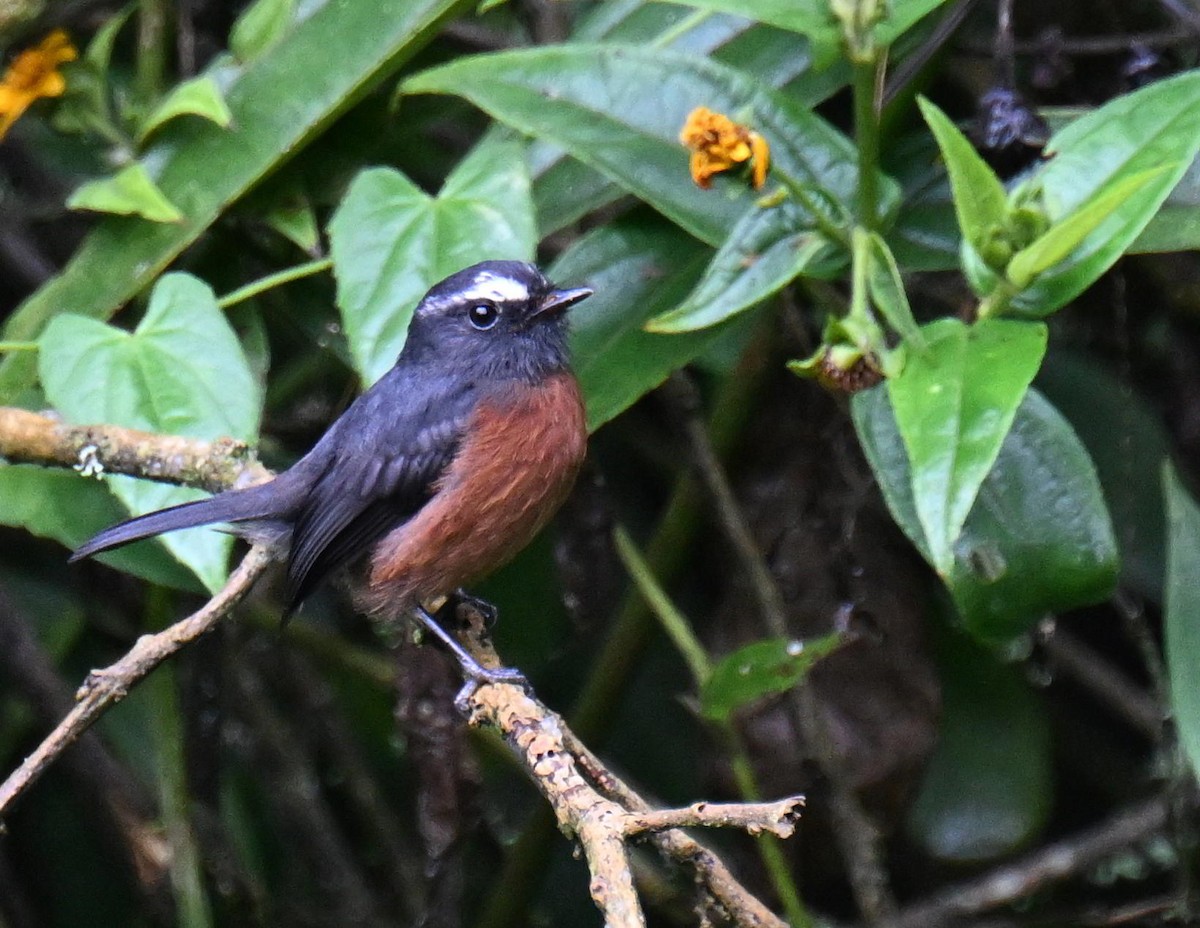 Chestnut-bellied Chat-Tyrant - ML645463382
