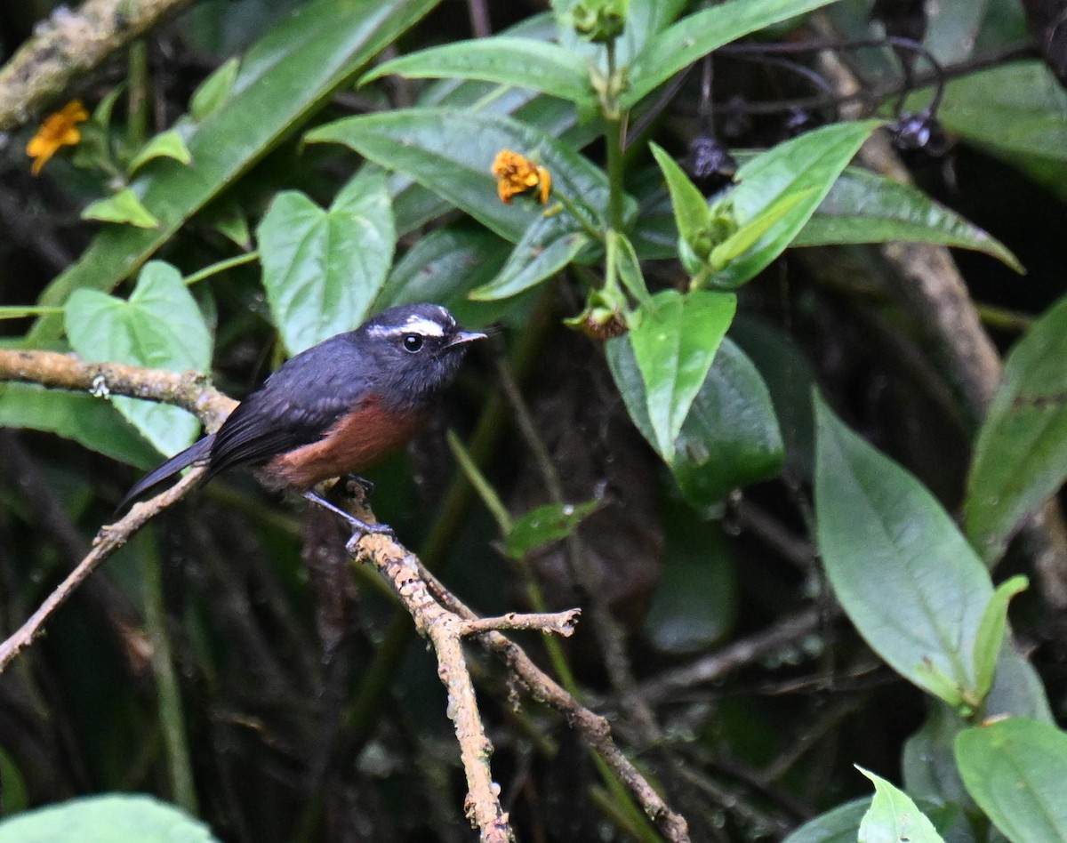 Chestnut-bellied Chat-Tyrant - ML645463383