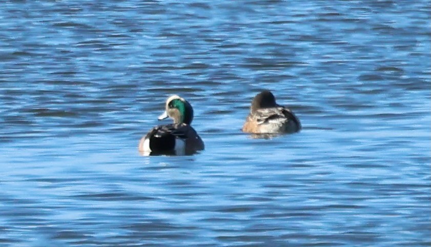 Свищ американський - ML645463396