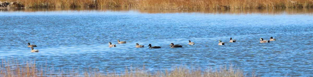 Свищ американський - ML645463397